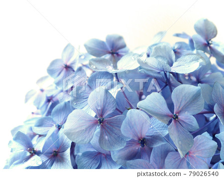 Hydrangea flower with raindrops Rainy season flower Hydrangea flower with raindrops Rainy season flower 79026540