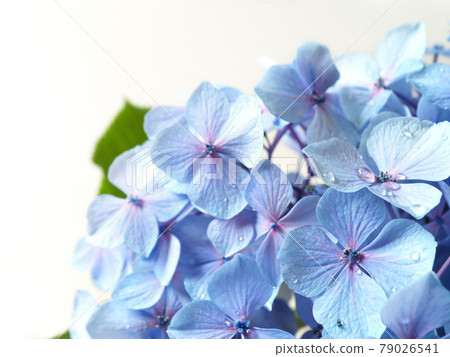Hydrangea flower with raindrops Rainy season flower Hydrangea flower with raindrops Rainy season flower 79026541