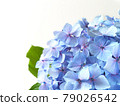 與雨滴的繡球花雨季花 79026542