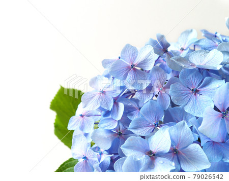 與雨滴的繡球花雨季花 與雨滴的繡球花雨季花 79026542