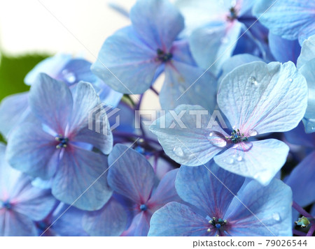 Hydrangea flower with raindrops Rainy season flower Hydrangea flower with raindrops Rainy season flower 79026544