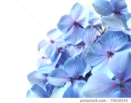 Hydrangea flower with raindrops Rainy season flower 79026545