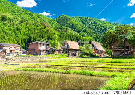 “岐阜縣”白川鄉合掌村，水稻種植季節 79026601