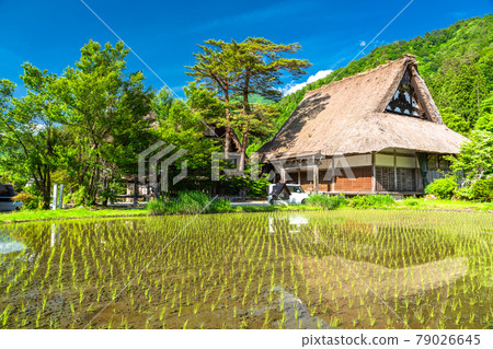 “岐阜縣”白川鄉合掌村，水稻種植季節 79026645
