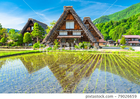 "Gifu prefecture" Shirakawago Gassho village, rice planting season 79026659