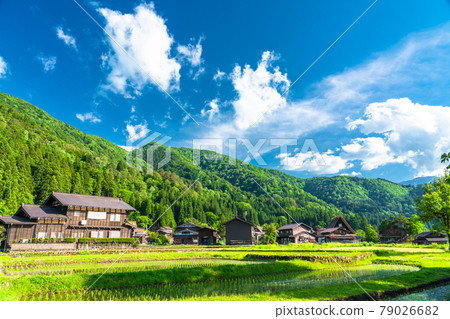 "Gifu prefecture" Shirakawago Gassho village, rice planting season 79026682