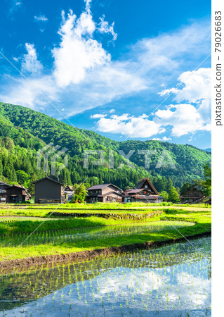 "Gifu prefecture" Shirakawago Gassho village, rice planting season 79026683