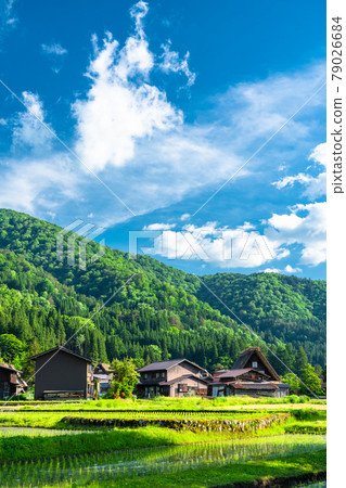 "Gifu prefecture" Shirakawago Gassho village, rice planting season 79026684