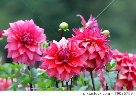 Colorful large flower 79026799
