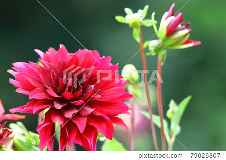 Colorful large flower 79026807