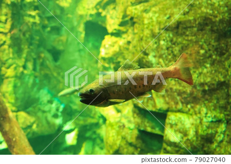 鱒魚在水中優雅地游動 鱒魚在水中優雅地游動 79027040