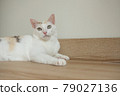 The cat leaned against the wall looking for something. 79027136
