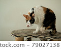 A calico cat is licking after bath. 79027138