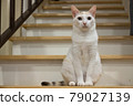 A calico cat sit on the stairs waiting for something. 79027139