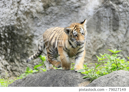 Amur tiger baby 79027149