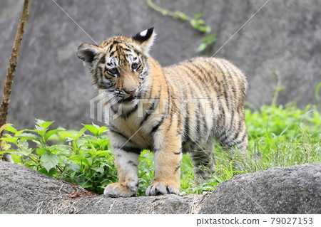 Amur tiger baby Amur tiger baby 79027153