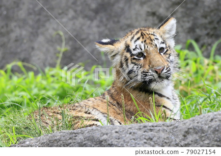 Amur tiger baby 79027154
