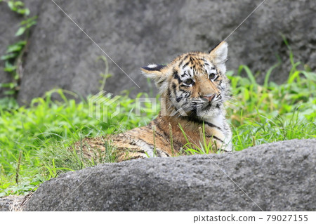 Amur tiger baby Amur tiger baby 79027155