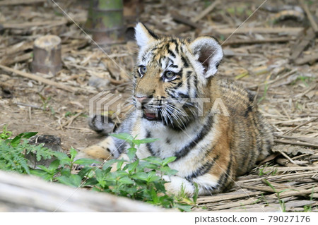 Amur tiger baby 79027176