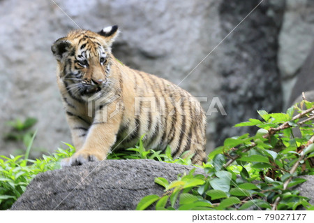 Amur tiger baby Amur tiger baby 79027177