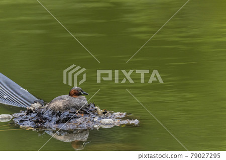 格里布的巢穴,一隻拿著雞蛋的格里布 格里布的巢穴,一隻拿著雞蛋的格里布 79027295