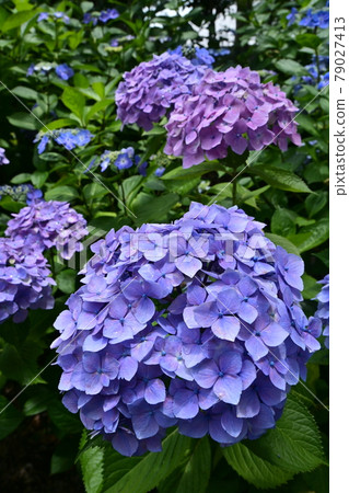Temple and blue hydrangea during the rainy season Temple and blue hydrangea during the rainy season 79027413