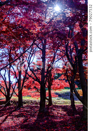 Autumn leaves maple 79027532