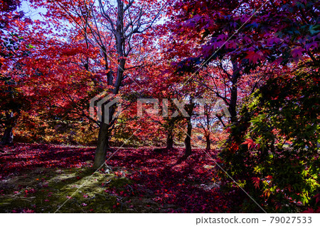 Autumn leaves maple 79027533