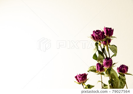 玫瑰乾花 玫瑰乾花 79027564