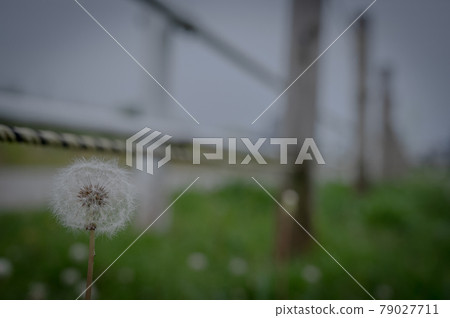 Dandelion Dandelion 79027711