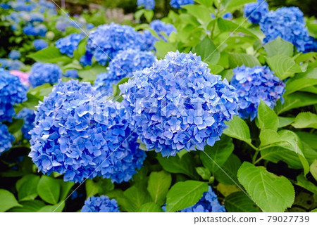 藍色繡球花 藍色繡球花 79027739