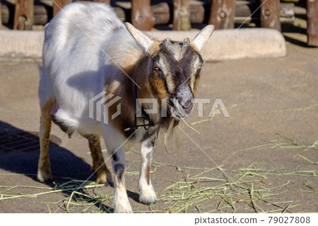 Pygmy goat 79027808