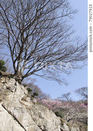 Mt. Tsukuba Bairin 79027918