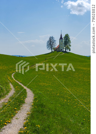 Slovenian countryside in spring with charming little church on a hill and blooming dandelions and daffodils wildflowers. Sunny spring morning in Slovenia. Slovenian countryside in spring with charming little church on a hill and blooming dandelions and daffodils wildflowers. Sunny spring morning in Slovenia. 79028812