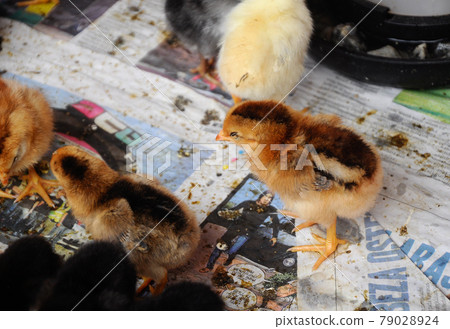SERDANG, MALAYSIA -DECEMBER 03, 2016: Poultry chicks gather in one place and provide food and light to keep warm. 79028924