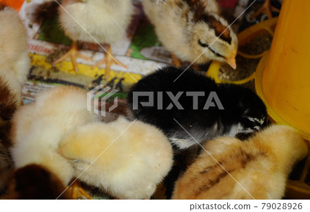 SERDANG, MALAYSIA -DECEMBER 03, 2016: Poultry chicks gather in one place and provide food and light to keep warm. SERDANG, MALAYSIA -DECEMBER 03, 2016: Poultry chicks gather in one place and provide food and light to keep warm. 79028926
