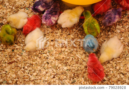 SERDANG, MALAYSIA -DECEMBER 03, 2016: Poultry chicks gather in one place and provide food and light to keep warm. SERDANG, MALAYSIA -DECEMBER 03, 2016: Poultry chicks gather in one place and provide food and light to keep warm. 79028928