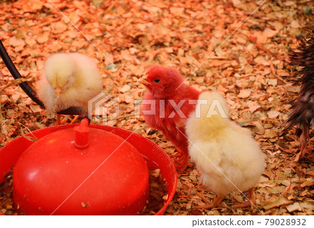 SERDANG, MALAYSIA -DECEMBER 03, 2016: Poultry chicks gather in one place and provide food and light to keep warm. SERDANG, MALAYSIA -DECEMBER 03, 2016: Poultry chicks gather in one place and provide food and light to keep warm. 79028932