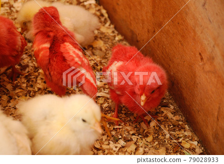 SERDANG, MALAYSIA -DECEMBER 03, 2016: Poultry chicks gather in one place and provide food and light to keep warm. SERDANG, MALAYSIA -DECEMBER 03, 2016: Poultry chicks gather in one place and provide food and light to keep warm. 79028933
