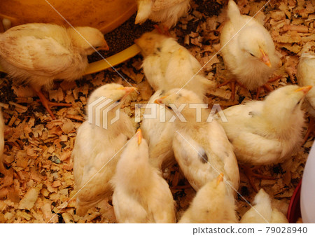 SERDANG, MALAYSIA -DECEMBER 03, 2016: Poultry chicks gather in one place and provide food and light to keep warm. SERDANG, MALAYSIA -DECEMBER 03, 2016: Poultry chicks gather in one place and provide food and light to keep warm. 79028940