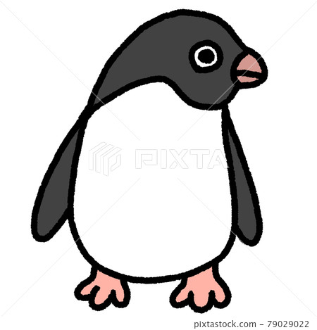 Adelie penguin Adelie penguin 79029022