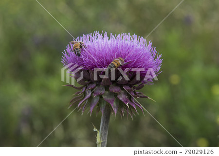 Bumblebee on a thistle, Patagonia Bumblebee on a thistle, Patagonia 79029126