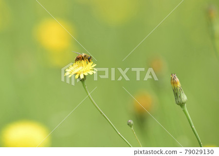 Bumblebee on a thistle, Patagonia 79029130