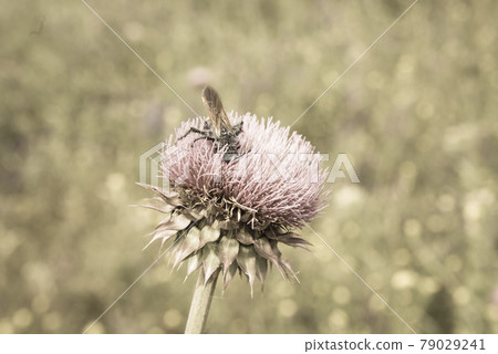 Bumblebee on a thistle, Patagonia 79029241