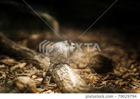 litlle degu on wood litlle degu on wood 79029794