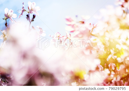 Summer flower or blossom Summer flower or blossom 79029795