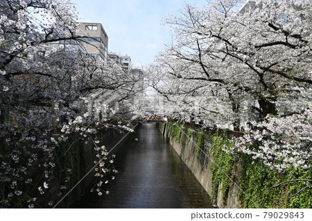 東京櫻花名勝目黑川泉，位於東急中目黑站附近 79029843