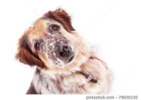Big dog close-up looking up, isolated 79030130