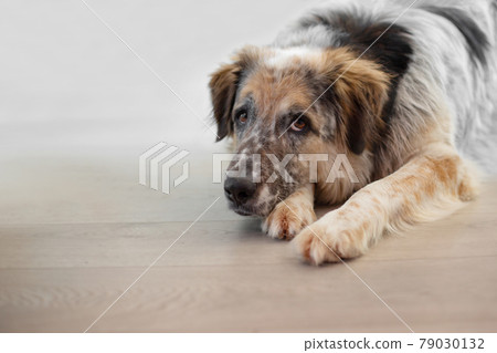 Big dog lying at home on the floor Big dog lying at home on the floor 79030132