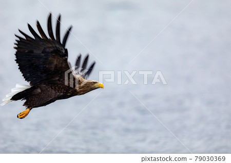 Sea and white-tailed eagle Sea and white-tailed eagle 79030369